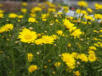 ���ɫ����