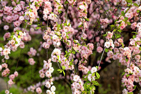 ʢ����������