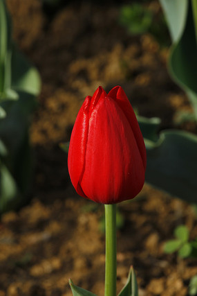 ���ɫ�������㻨��