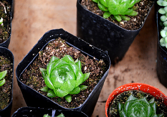 ����ֲ����¶