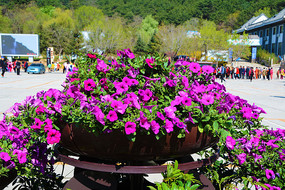 ��ɫǣţ����̳