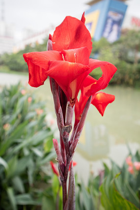 ��ɫ�����˽�