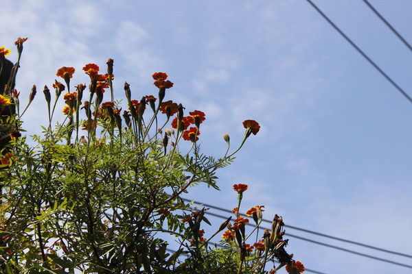 �����µ�Ұ�ջ� 