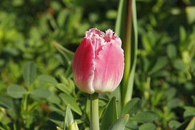 õ��ɫ�������㻨��