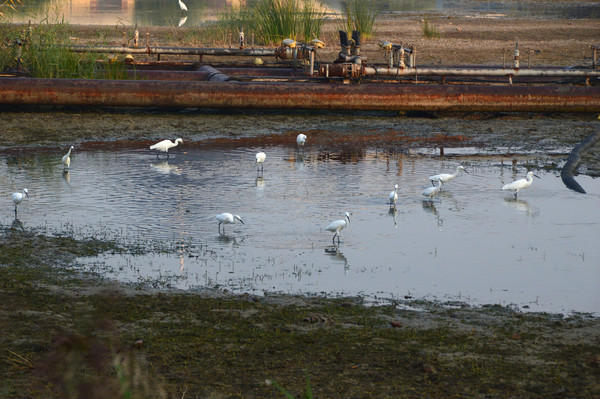 ��ʳ�İ���Ⱥ