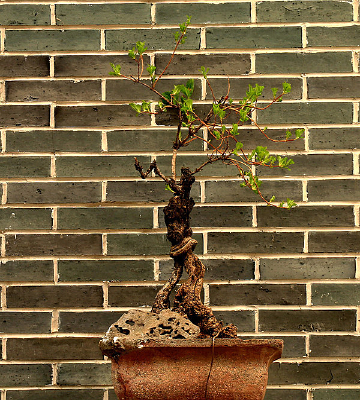 �辰����ͼƬ