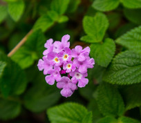 �ϻ���ӣ��