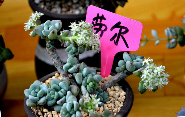 �Ͷ�����