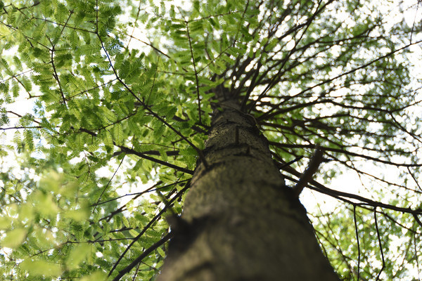 ��ѿ����