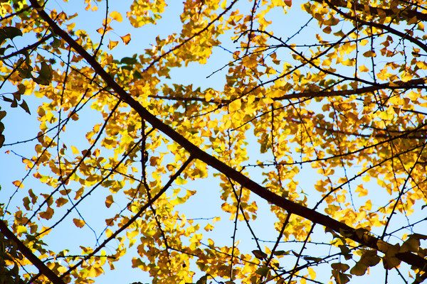 �����µĻ�ɫ����Ҷ