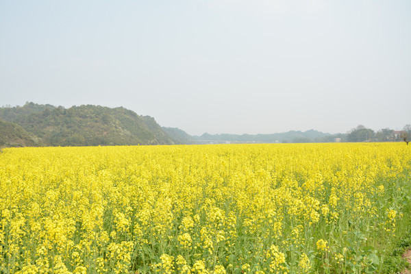 �����Ͳ�