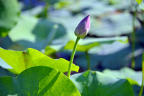 �������ŵĺɻ�