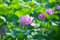 �ɻ�����