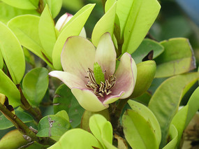 ��Ҷ�еĺ�Ц��