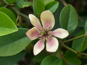 �����ĺ�Ц��