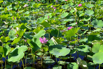 �����ĺɻ�