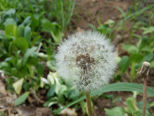 ��ɫֲ���ѹ�Ӣ