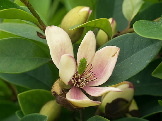 ʢ���ĺ�Ц��