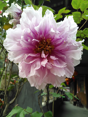 ʢ������ҩ��