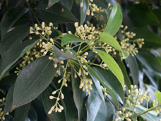 ���ù�ϸС�Ļ���