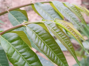 �㴻��Ҷ��