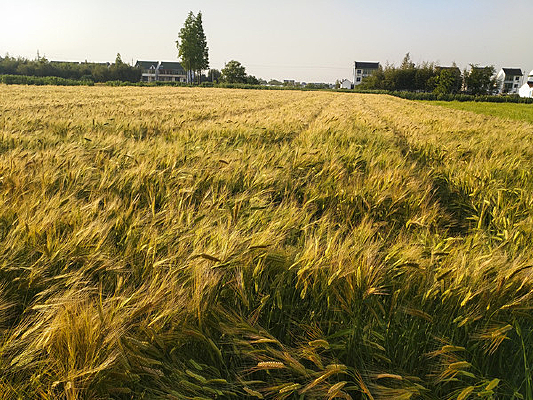 Ϧ������