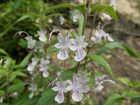 ҩ��ֲ������ݵ