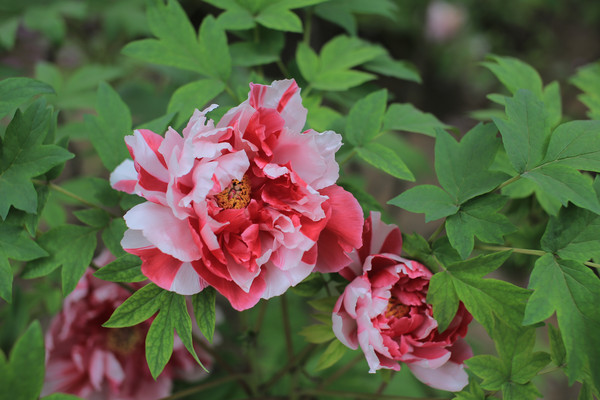 ���ܱ���