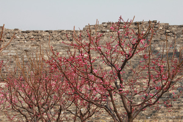 ��ǽ�µ��һ���֦