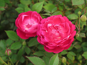 ������õ�廨