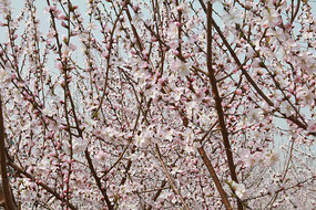 Ũ�����ŵ�ӣ����֦