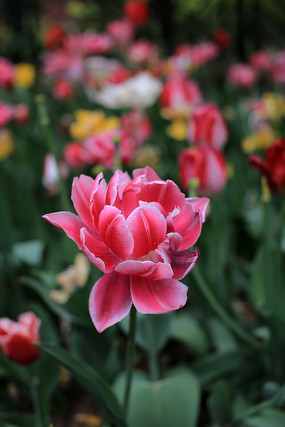 ʢ����������