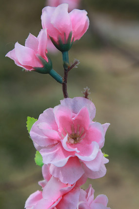 ����÷��