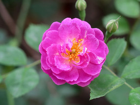 ���޵�õ�廨