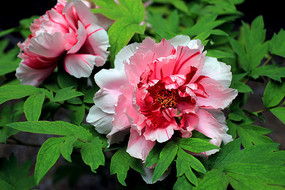 ��ɫĵ����