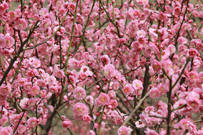 ����Ũ�ܵ��һ���֦