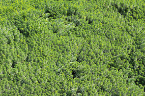 ֲ��ï������