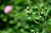 ��õ����