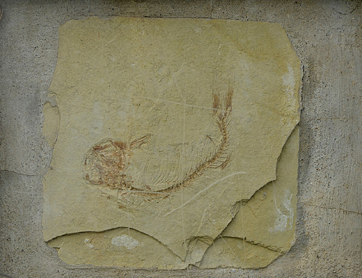 �����㻯ʯ 