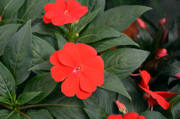 ��ɫ����