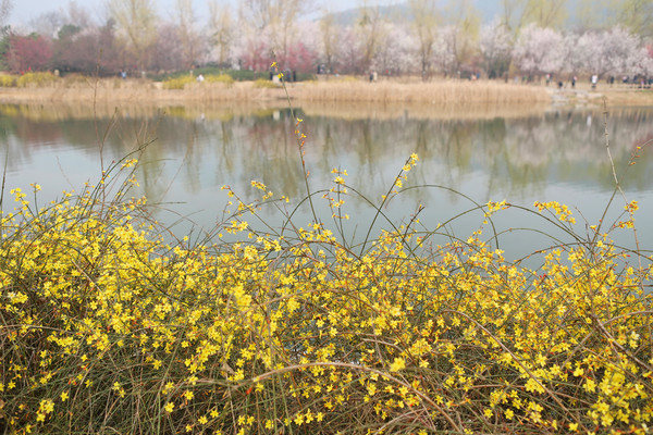 ˮ��ʢ����ӭ����