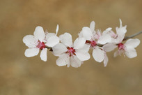 Ļ