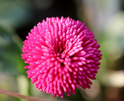 ���Ȧ����ɽҰ��