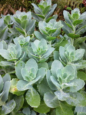 ��Ҷ��ֲ��