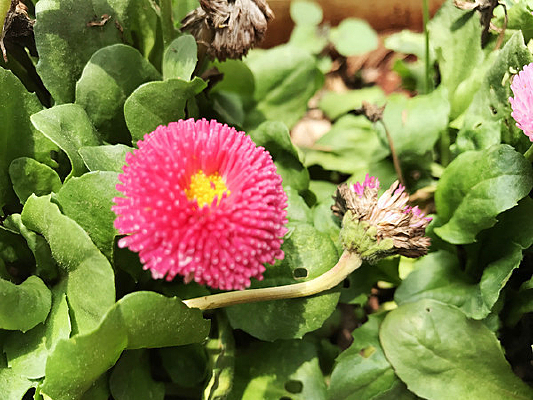 ��ɫ����