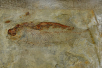 ���ϵ��㻯ʯ����