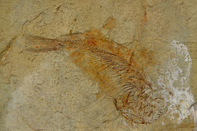 �������㻯ʯ