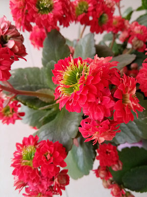 ��ɫ�ĳ��ٻ�ͼƬ