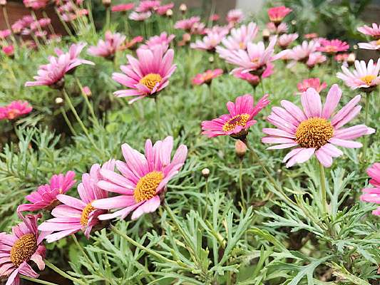 ��ɫ����