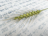 һ������